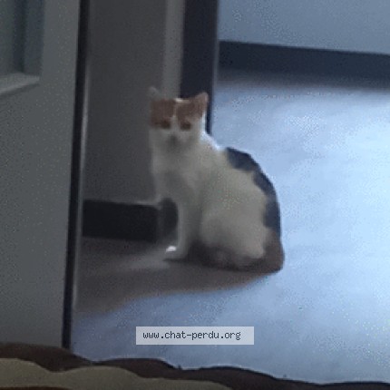 Photo de chat trouvé à Chambery