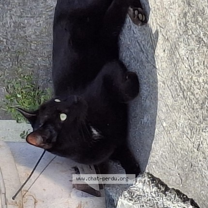 Photo 1/1 Chat trouvé Trouvé à Castries