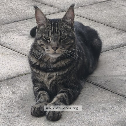Photo 1/1 Loki Chat perdu à Villeurbanne