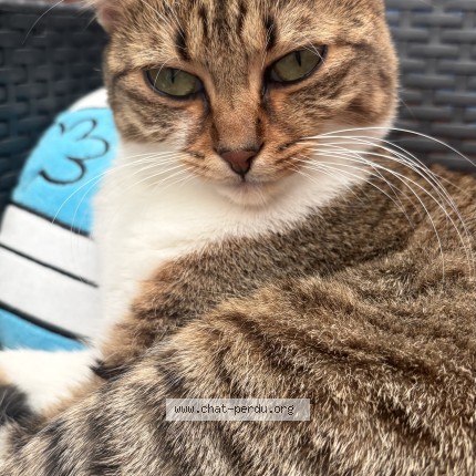 Photo 1/1 Rosie Chat perdu à Chelles