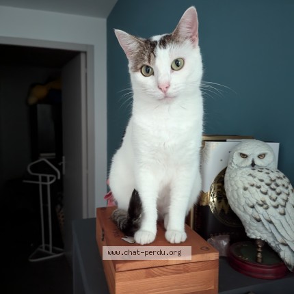 Photo de chat perdu à Mehun Sur Yevre