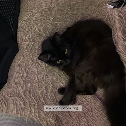 Photo de chat perdu à Begles