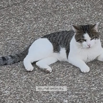 Photo 1/1 Ace Chat perdu à Le chesnay