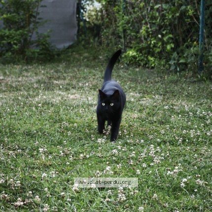 Photo 1/1 Luna Chat perdu à Boissy sous saint yon