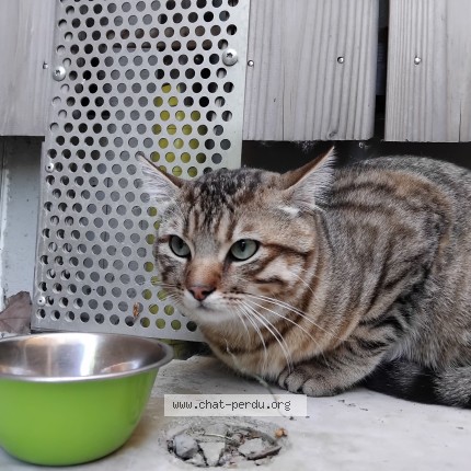 Photo de chat trouvé à Guichen Pont Rean