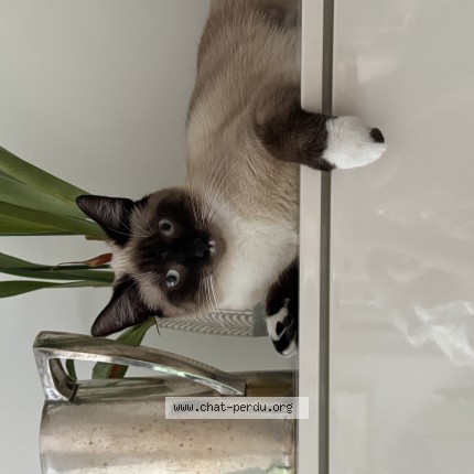 Photo 1/1 Chat retrouvé Perdu à Bruxelles