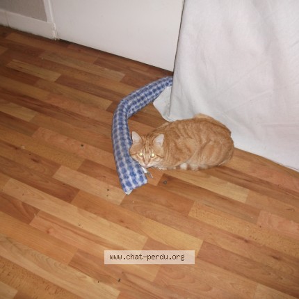 Photo de chat perdu à Toulouse