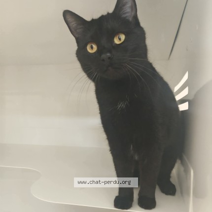 Photo de chat perdu à La Cerlangue