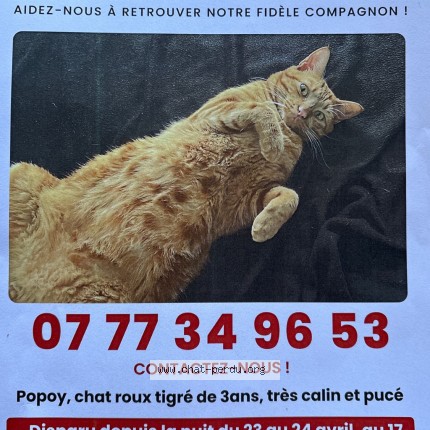 Photo 2/2 Popoy Chat perdu à Villeurbanne