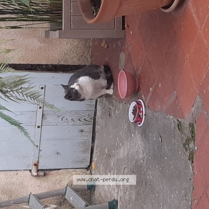 Photo 1/1 Chat trouvé Trouvé à Marseille 6e