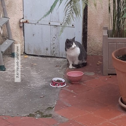 Photo 1/1 Chat trouvé Trouvé à Marseille 6e