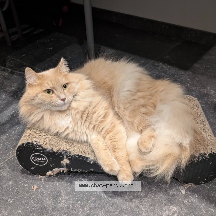 Photo 1/1 Ryu Chat perdu à Seraing