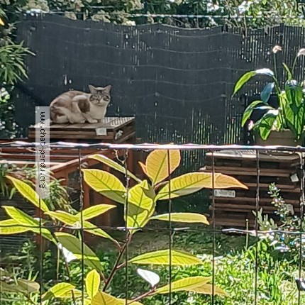 Photo 2/2 Chat trouvé Trouvé à Le blanc mesnil