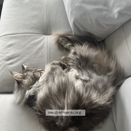 Photo 1/1 tequila Chat perdu à Givry