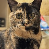 Phoebe
