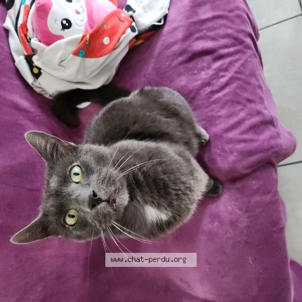 Photo de chat perdu à Calais