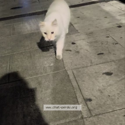 Photo de chat trouvé à Nice