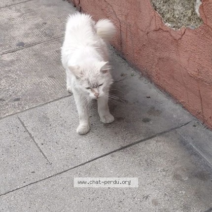 Photo 2/2 Chat trouvé Trouvé à Nice