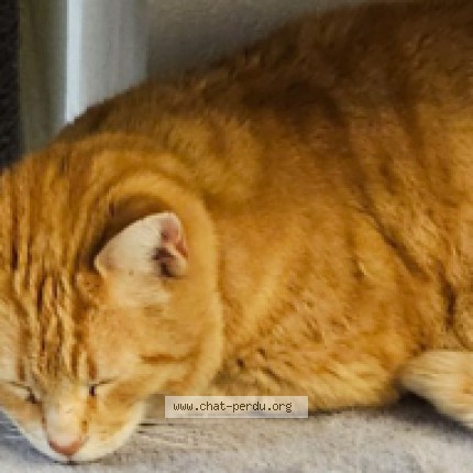 Photo de chat perdu à Frolois