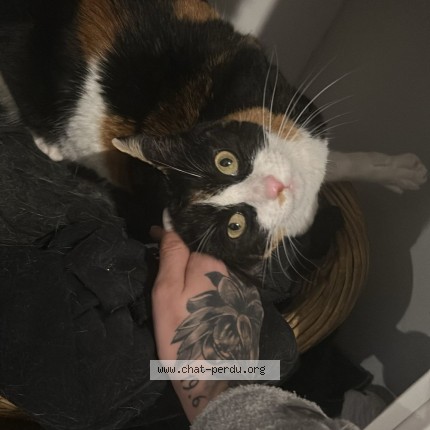 Photo de chat perdu à Nice