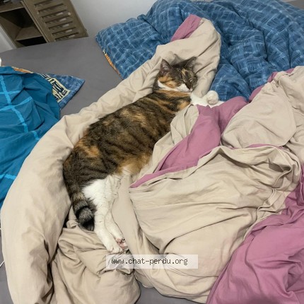 Photo de chat perdu à Saint Maixent Sur Vie