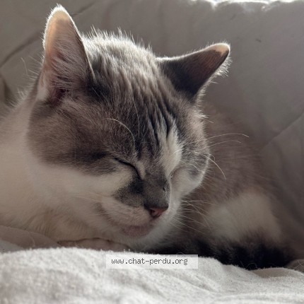 Photo de chat perdu à Bouaye