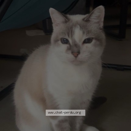 Photo 2/3 Neige Chat perdu à Bouaye
