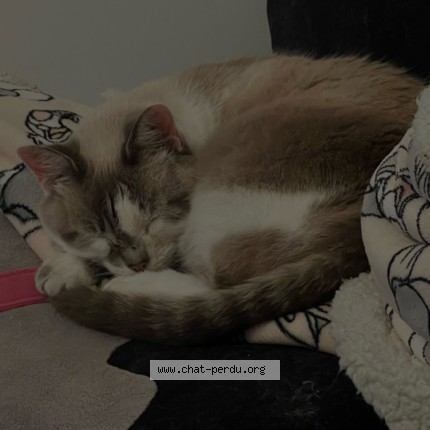 Photo 3/3 Neige Chat perdu à Bouaye