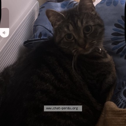 Photo 1/1 nala Chat perdu à Roubaix