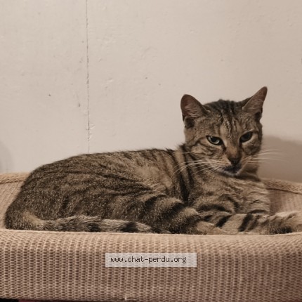 Photo de chat perdu à Cours