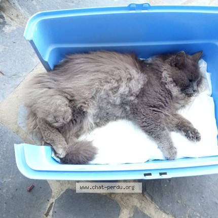 Photo 1/1 Chat trouvé Trouvé à Lardy