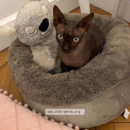 Photo de chat perdu à Bordeaux