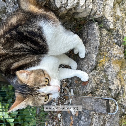 Photo 1/1 Chat trouvé Trouvé à Saint saturnin les apt