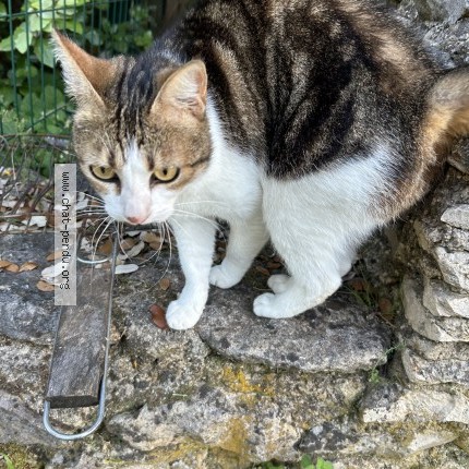 Photo 1/1 Chat trouvé Trouvé à Saint Saturnin Les Apt