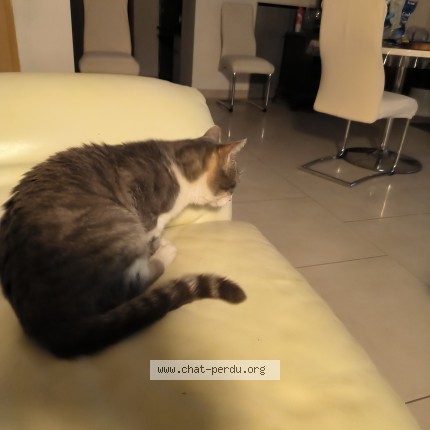 Photo 2/3 Chat trouvé Trouvé à Buzet Sur Baise