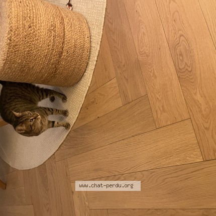 Photo 1/1 Chat trouvé Trouvé à Angers