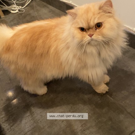 Photo 1/1 Ugo Chat perdu à Grasse