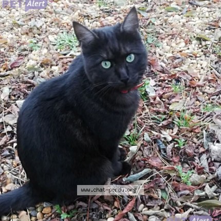 Photo 1/1 Rubis Chat perdu à Saint medard de mussidan
