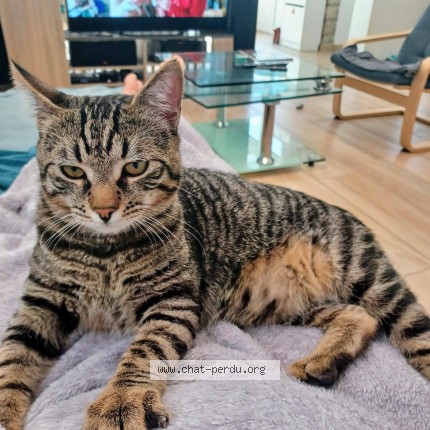 Photo de chat perdu à Biarritz