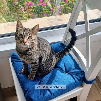 Photo 2/2 winny Chat perdu à Biarritz