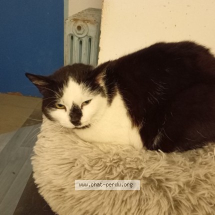 Photo 1/1 Chat trouvé Trouvé à Baillou