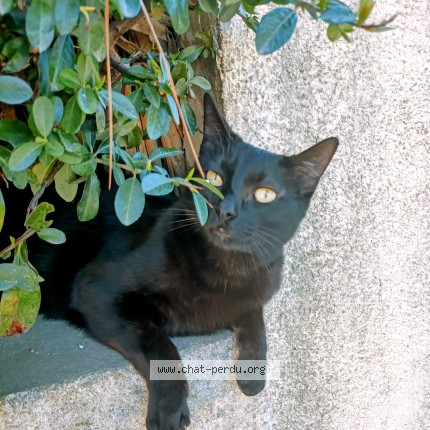 Photo de chat perdu à Arles