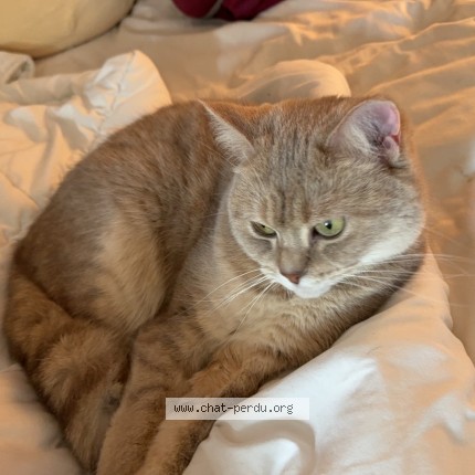 Photo de chat perdu à Sotteville Les Rouen