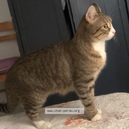 Photo de chat perdu à Quimper