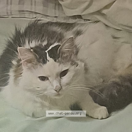 Photo de chat perdu à Le Mans