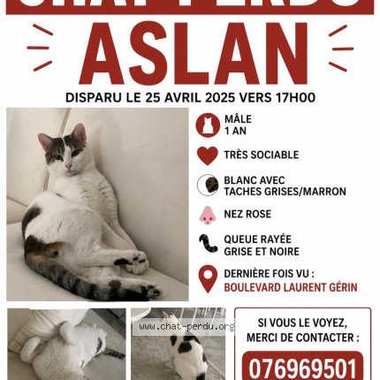 Photo 1/1 Aslan Chat perdu à Venissieux
