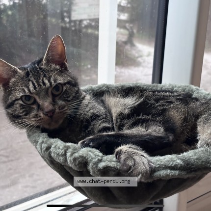 Photo de chat perdu à Rennes