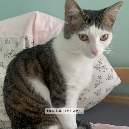 Photo de chat perdu à Reims