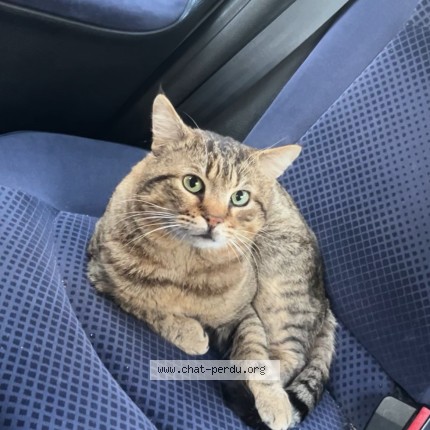 Photo de chat perdu à Paris