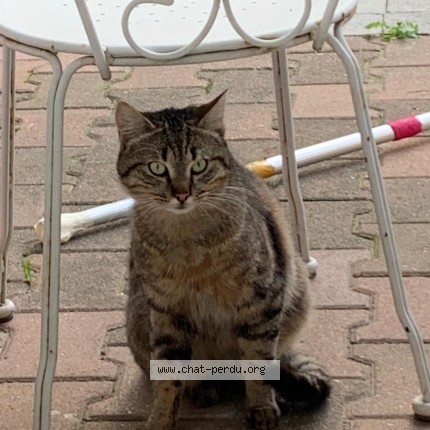 Photo 1/1 Chat retrouvé Perdu à Paris